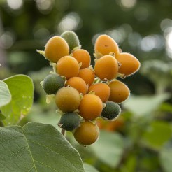 Kangaroe appel
