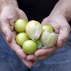 Tomatillo Cisneros