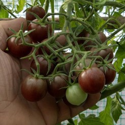 Cherrytomaat Cerise Noire du Layon