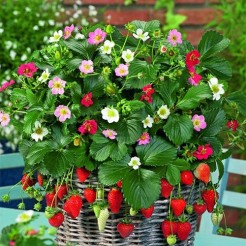Strawberry Rainbow Treasure F1 seeds