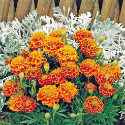 French Marigold Bolero