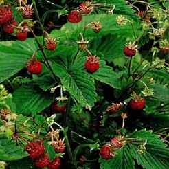 Alpine Strawberry Baron von Solemacher