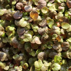 Land cress