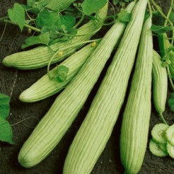 Cucumber Armenian Yard Long