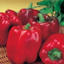 Sweet pepper Asti Red