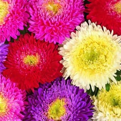 Aster Powderpuff mix