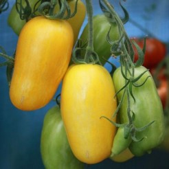 Plum tomato Banana Legs