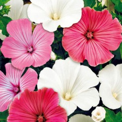 Rose Mallow Mixed