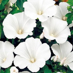 Rose Mallow Mont Blanc