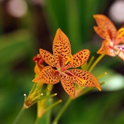 Blackberry Lily