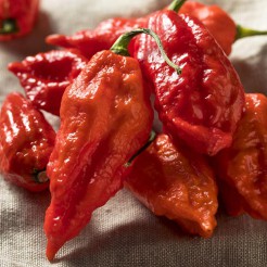 Hot pepper Bhut Jolokia Red