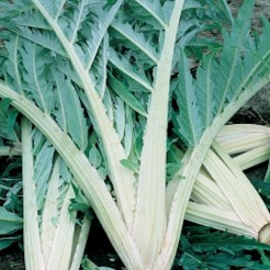 Cardoon Bianco Avorio