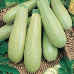 Courgette Bianca di Trieste