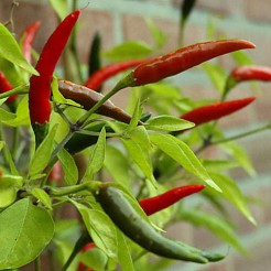 Hot pepper Bird Eye