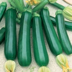 Courgette Black Beauty