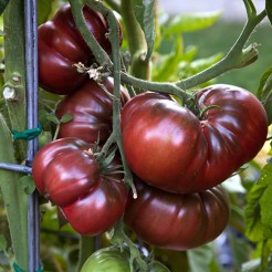 Beefsteak tomato Black Krim