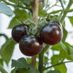 Pottomato Blaue Zimmertomate