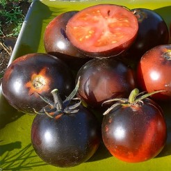 Tomato Blue Streaks