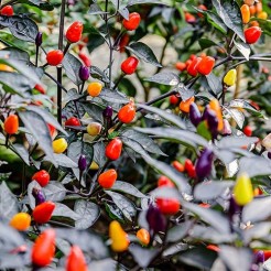 Hot pot pepper Bolivian Rainbow