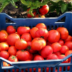 Beefstake tomato Brandywine Pink