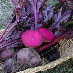 Beetroot Bulls Blood