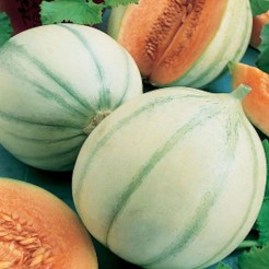Melon Cantaloupe di Charentais