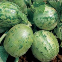 Cucumber Carosello tondo di Manduria