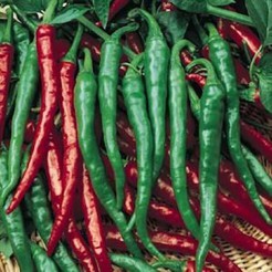 Hot pepper Cayenne Long Slim