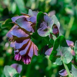 Honeywort Purple Blue