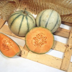 Melon Charentais