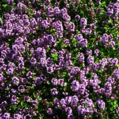 Kruiptijm Pink Chintz