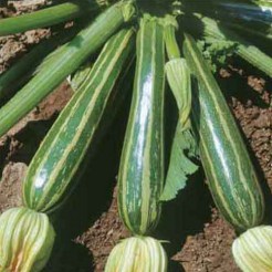 Courgette Cocozelle di Napoli