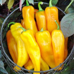 Pointy sweet pepper Corno di Toro Giallo