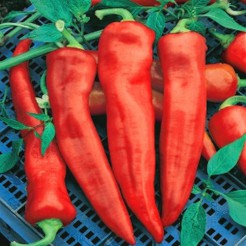 Pointy sweet pepper Corno di Toro Rosso