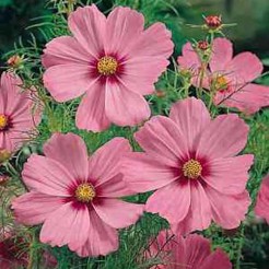 Cosmos Gloria 