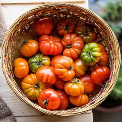 Beefsteak tomato Costoluto Fiorentino