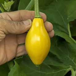 Courgette Lemon