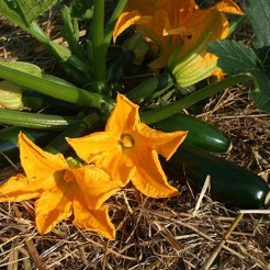 Patio Courgette Midnight F1