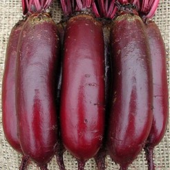 Beetroot Cylindra