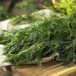 Dill Ambrozia