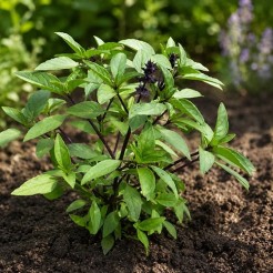 Basil licorice