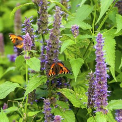 Mexican giant hyssop