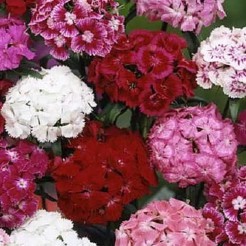 Sweet William Doubleflowered Mixed