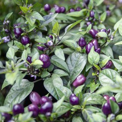 Pot Pepper Dwarf Little Blue