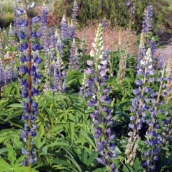 Sundial Lupin