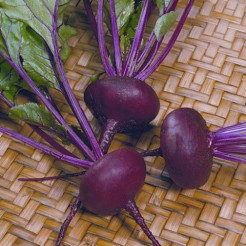 Beetroot Egyptian Flat