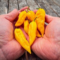 Hot pepper Fatalii yellow