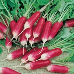 Radish French Breakfast 3