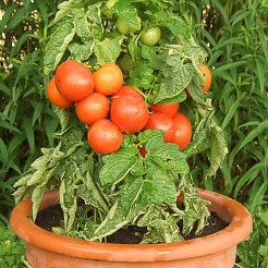 Container tomato Rotkappchen