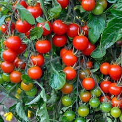 Cherry tomato Gardeners Delight